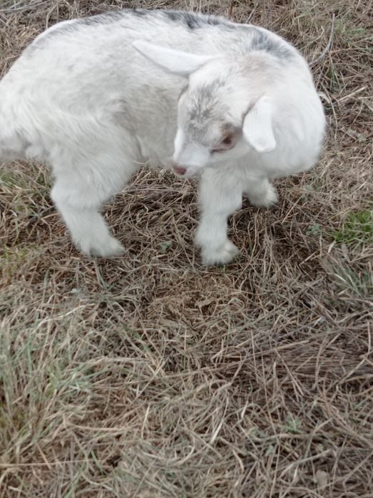 Продам козочку альпийку.
