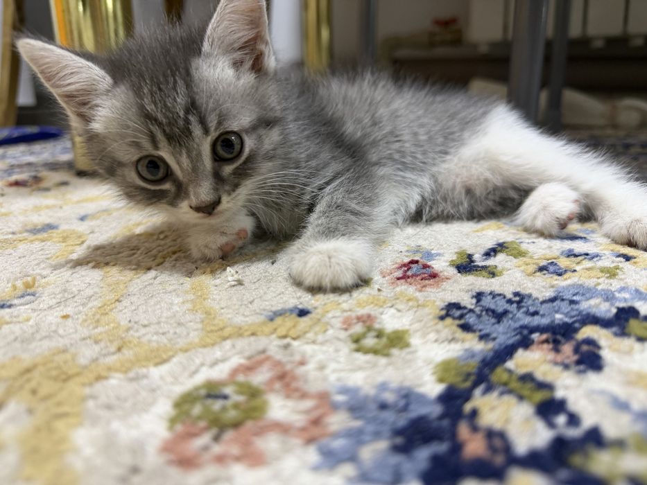 Котенок бесплатно