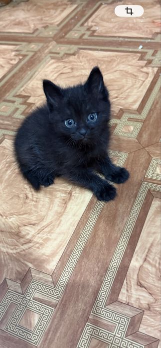 Котята  бесплатно