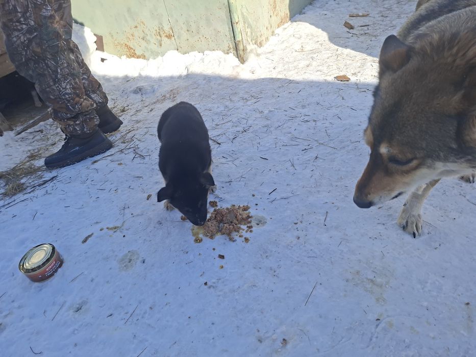 Отдам щенят в хорошие руки