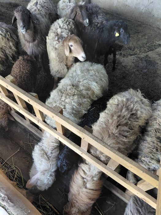 Қосылып қой,буаз қой,4 күн бұрын туған кой,арасында қошқар бар сатылад