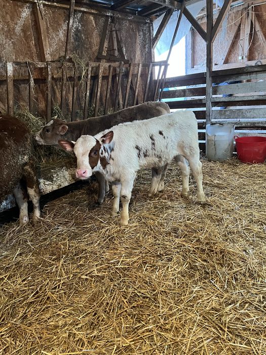 Vand 11 taurasi intarcati