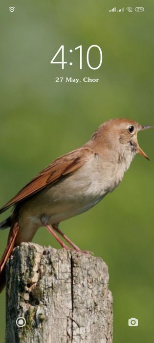 Kanareka sotiladi sayroda bulbul bor barter