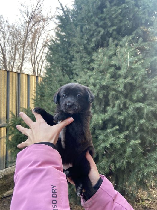 Отдам обладателю заботливых рук и доброго сердца