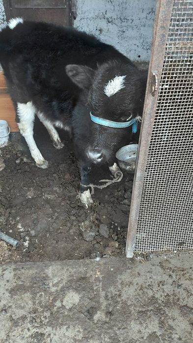 Продам теленка. Девочка.