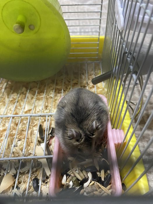 Хомяки очень милые дети восторге от них