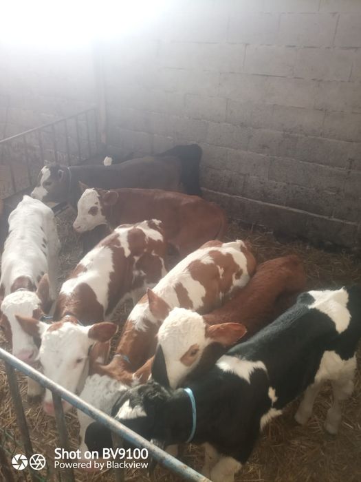 Vând 7 viței de lapte