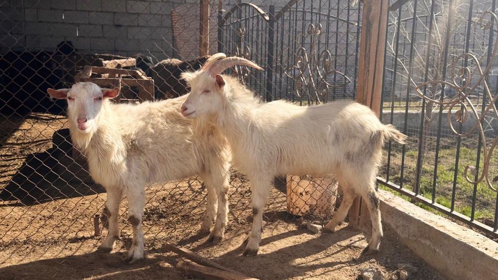 Занен ешкілер орыс