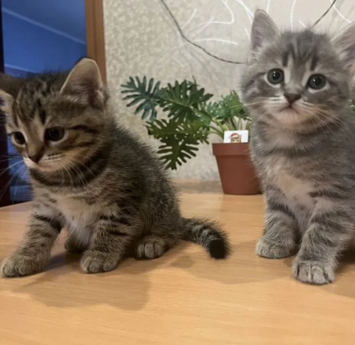 Золотые Шотландцы