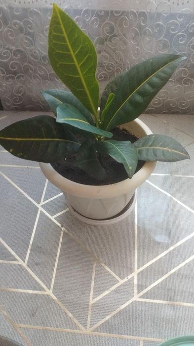 Кротон комнатные растения