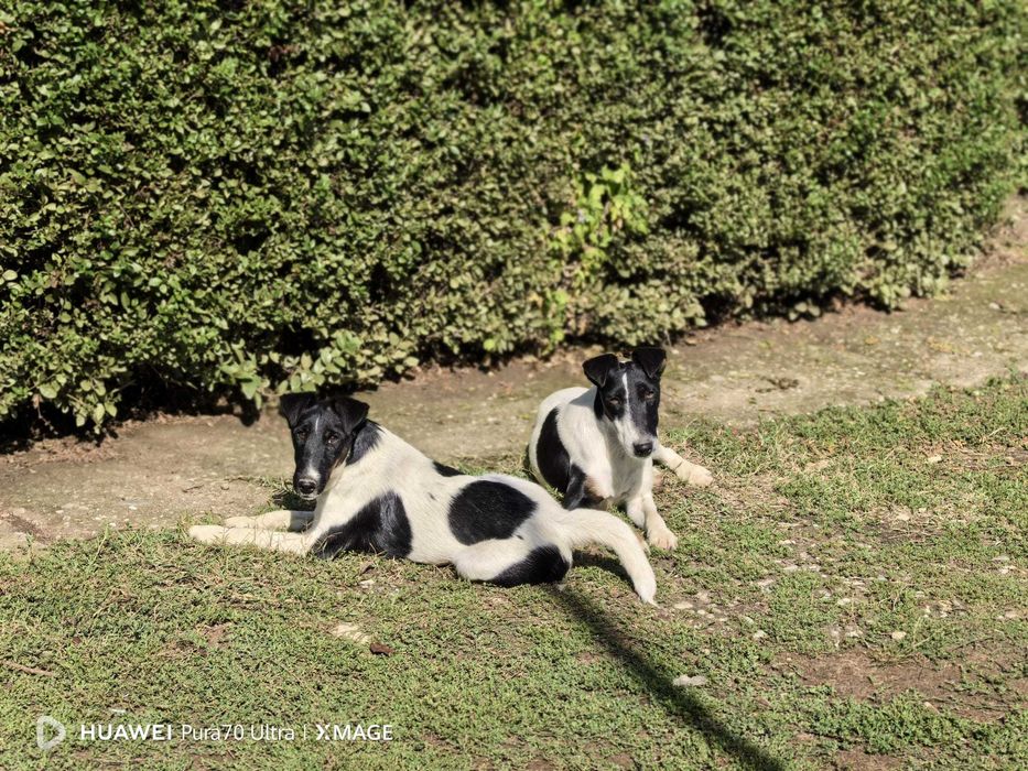 Catel Fox Terrier, rasa pura, foarte inteligent