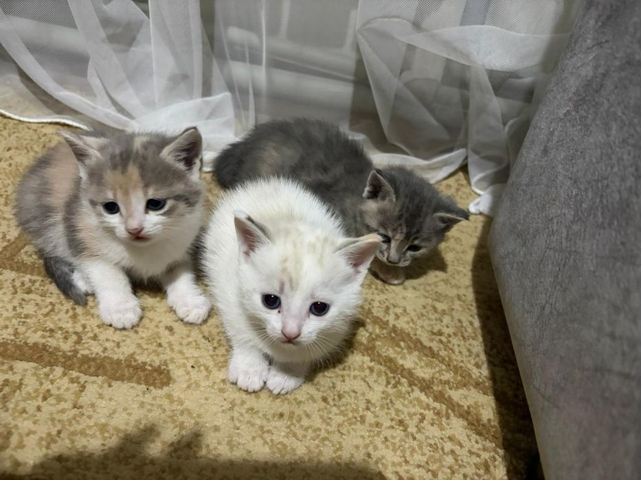 Отдам котят в добрые руки