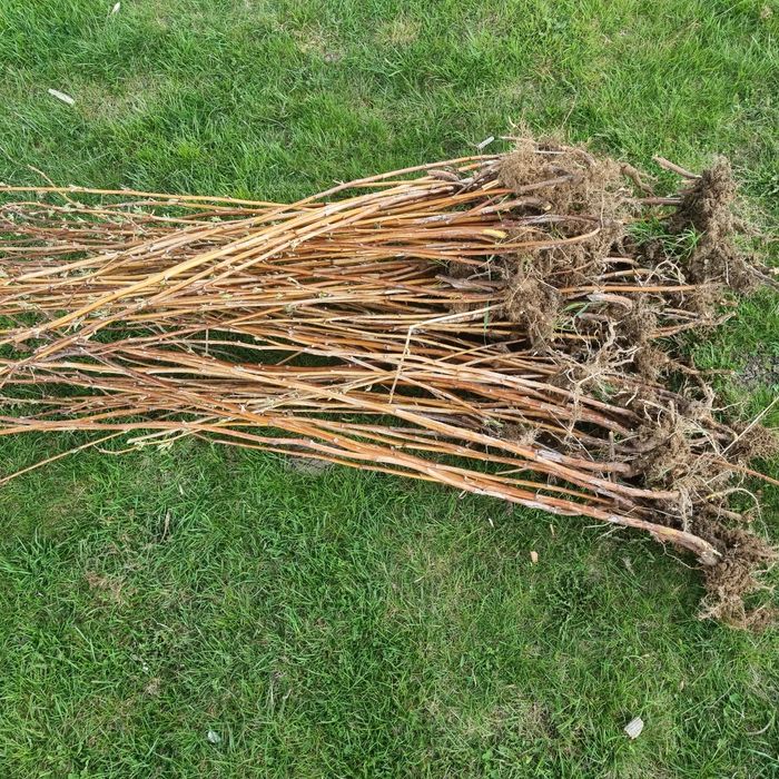 Vând butași de zmeură