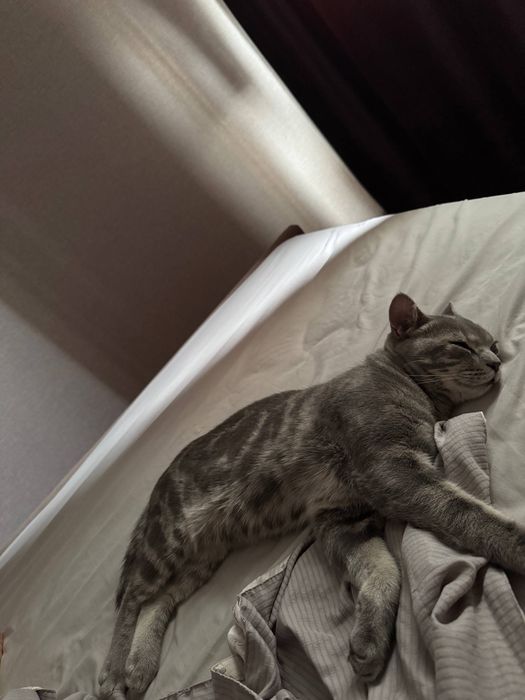 Отдадим котика, бесплатно.