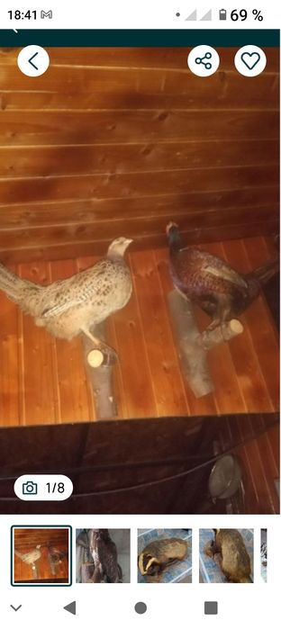 Vând taximetrie,jder,castor,fazan, acvila