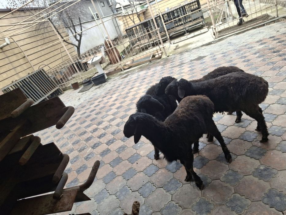 Тоқты  Қошқарлар Бар