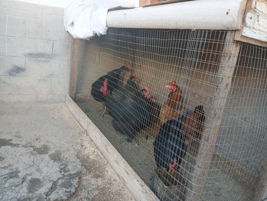 Карлик товуклар бор нархи 120.000 дан