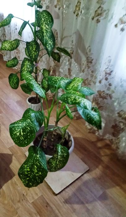 Продам срочно цветы Диффенбахия