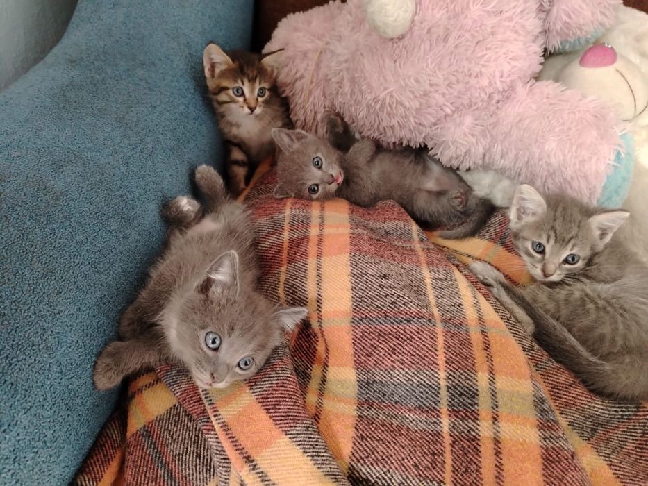 Отдам котят ………………………………