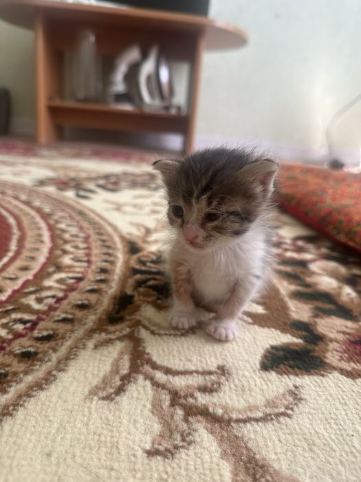 Отдам котенка бесплатно