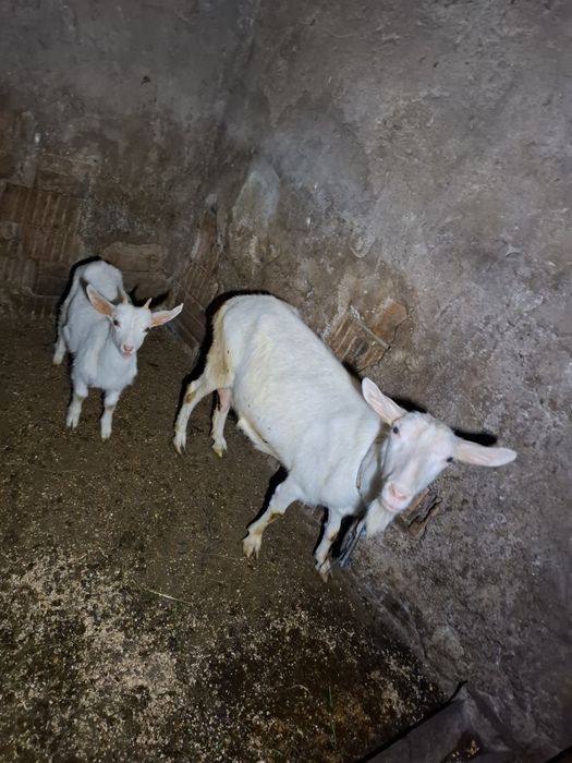 Vând capra cu un ied