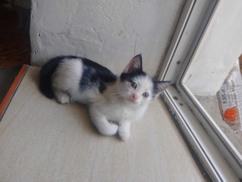 котята отдам котят