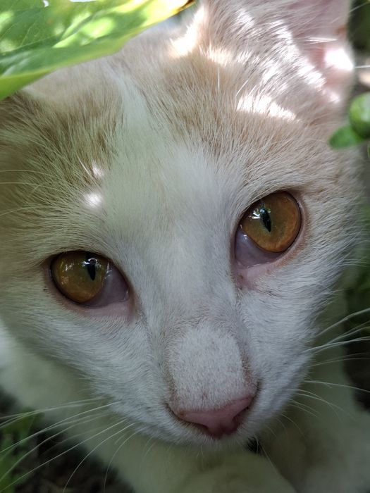 Котик Вишудха в добрые руки