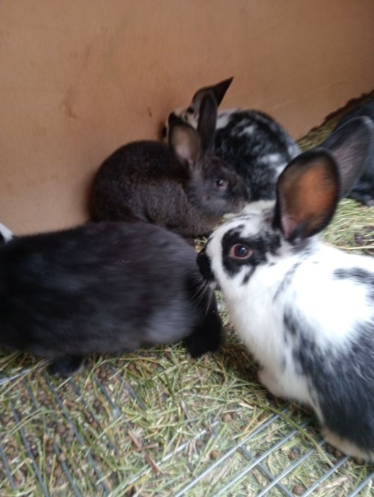 De vânzare iepuri din rasa fluture german