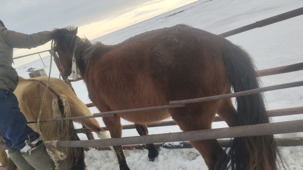 Байтал 3шт. Молодняк