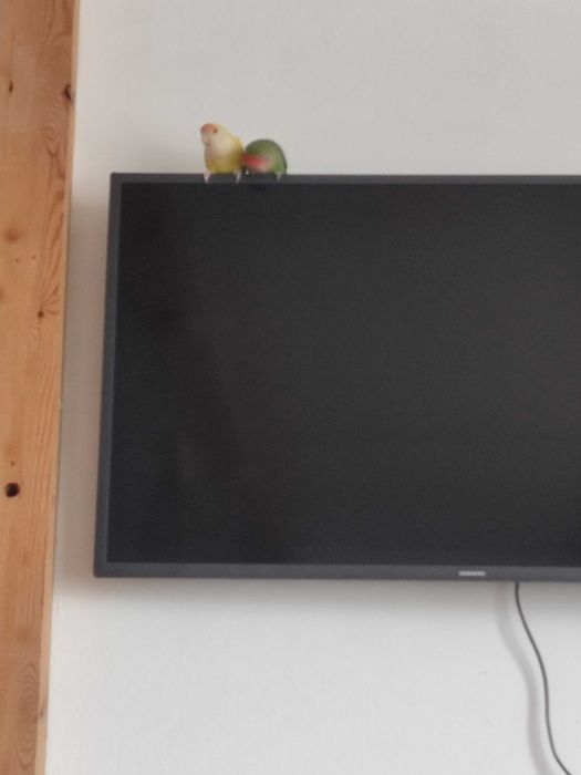 Продам папугаев вместе с клетко