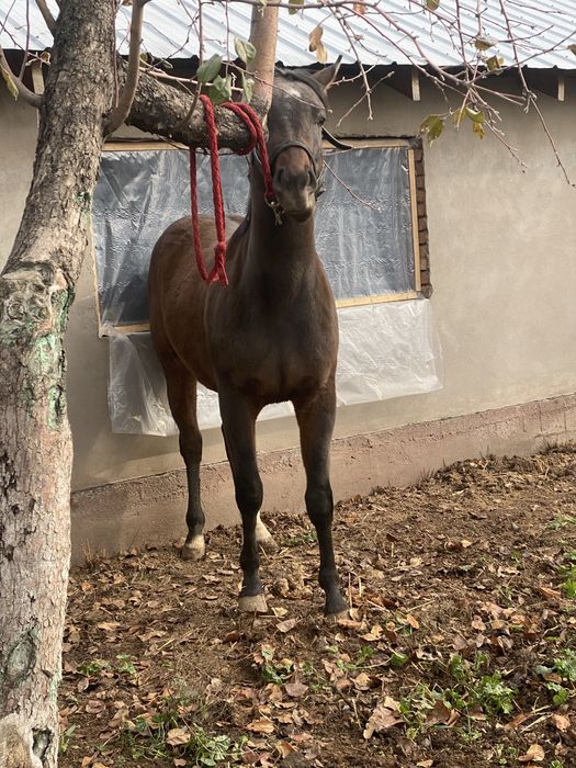 Англоарабская лошадь