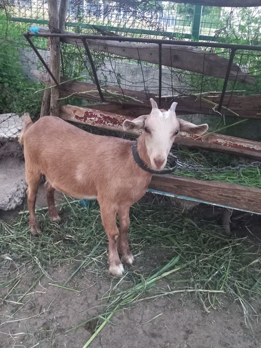 Iada de vanzare din tată Anglo Nubian  și mamă Saanen.