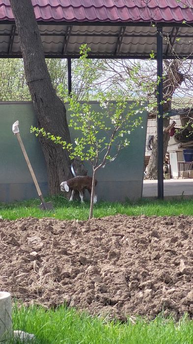 Қозылы қой +Қошқар сатылады