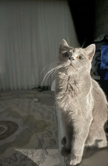 Продам британского котёнка, мальчик 6 месяцев