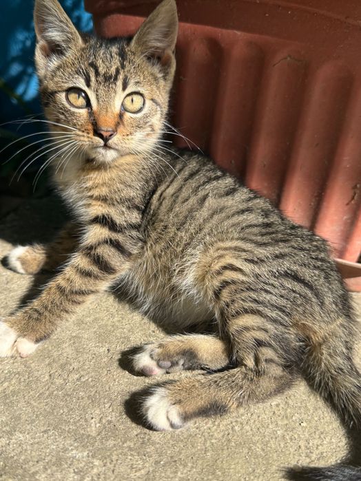 Pui tărcat de pisica