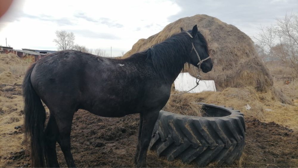 Продам жеребца  возрост 5 лет