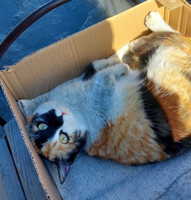 Волшебная красавица в добрые руки!