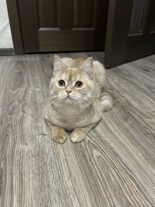 Кот в добрые руки