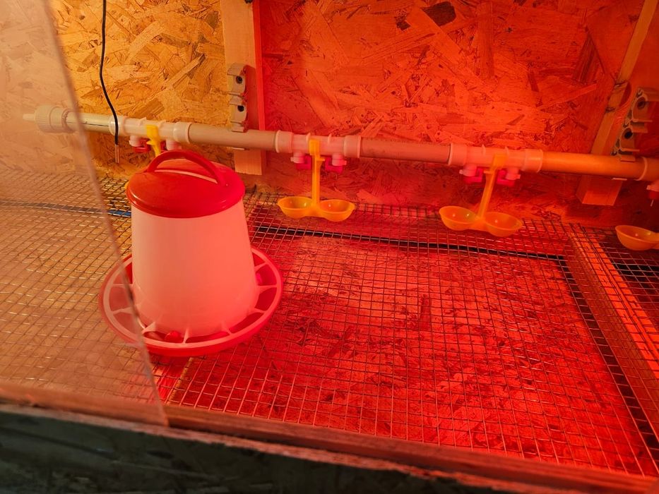 Брудер для цыплят