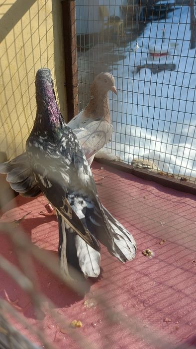 Голуби широкохвостые