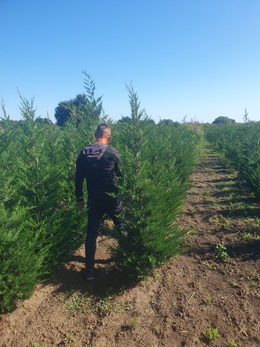 Leylandii 2.5m - 3m, la balot sau ghiveci, calitate premium!