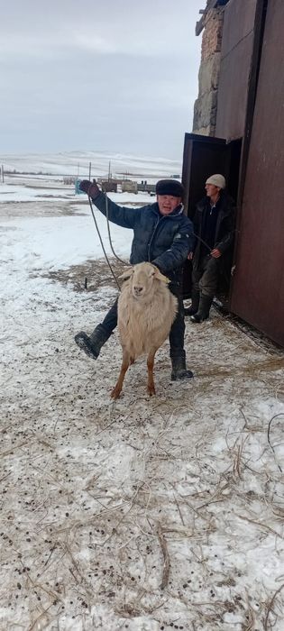 Продам барана кошкара