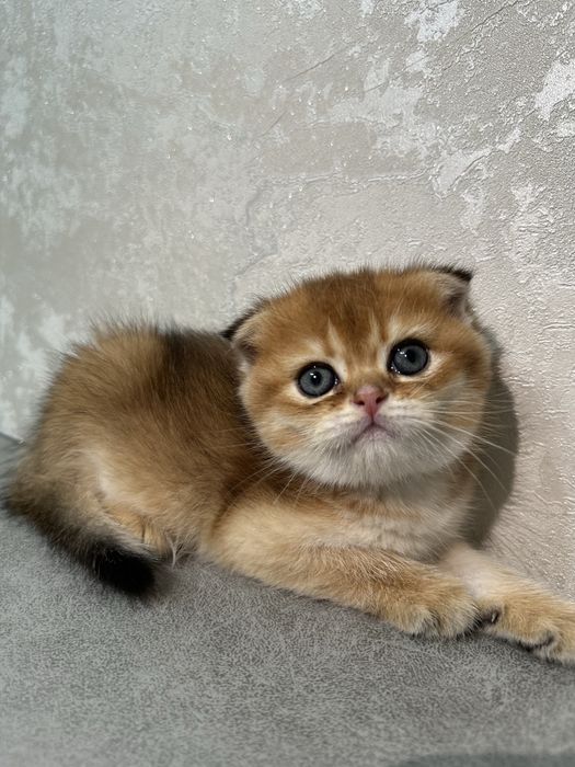 Продаются чистокровные котята вислоухая золотая шиншилла, страйд, фолд