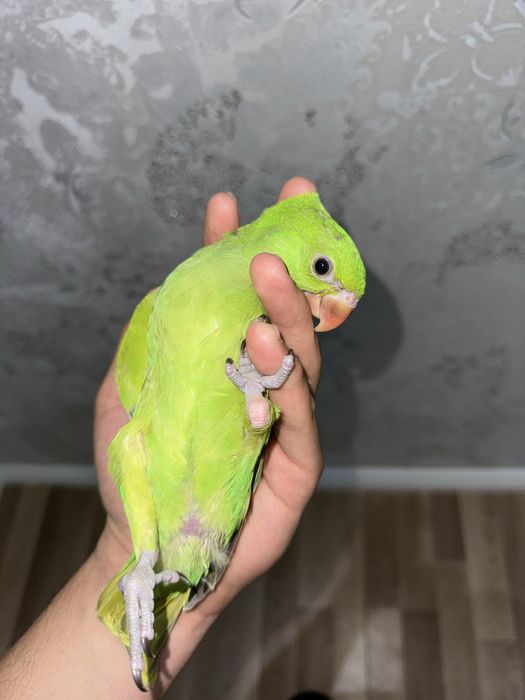 Ожереловый попугай продается