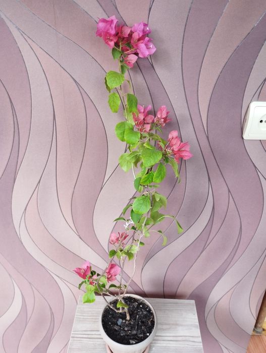 Бугенвиллия розовая