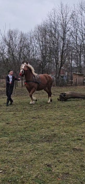 Vând o pereche de iepe!