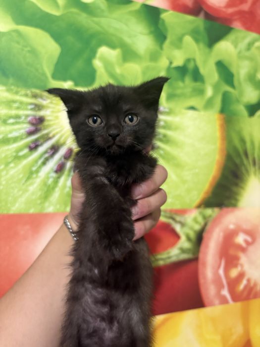 Котята в добрые руки! Очень ласковые