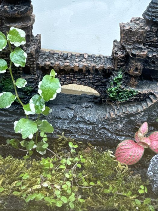 Продам флорариум со мхом !