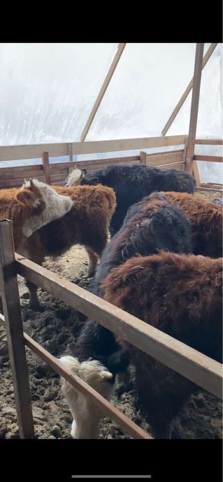 Патсостар 21 бас 2ай 28 кун жемде тур……..