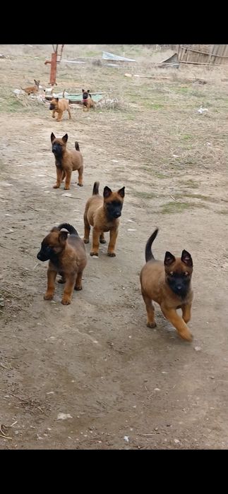 бельгийский овчарка  щенки